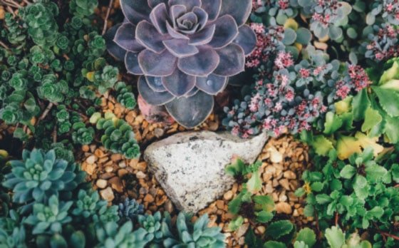 Diseno-Grafico-y-Desarrollo-Web-garden-MDC
